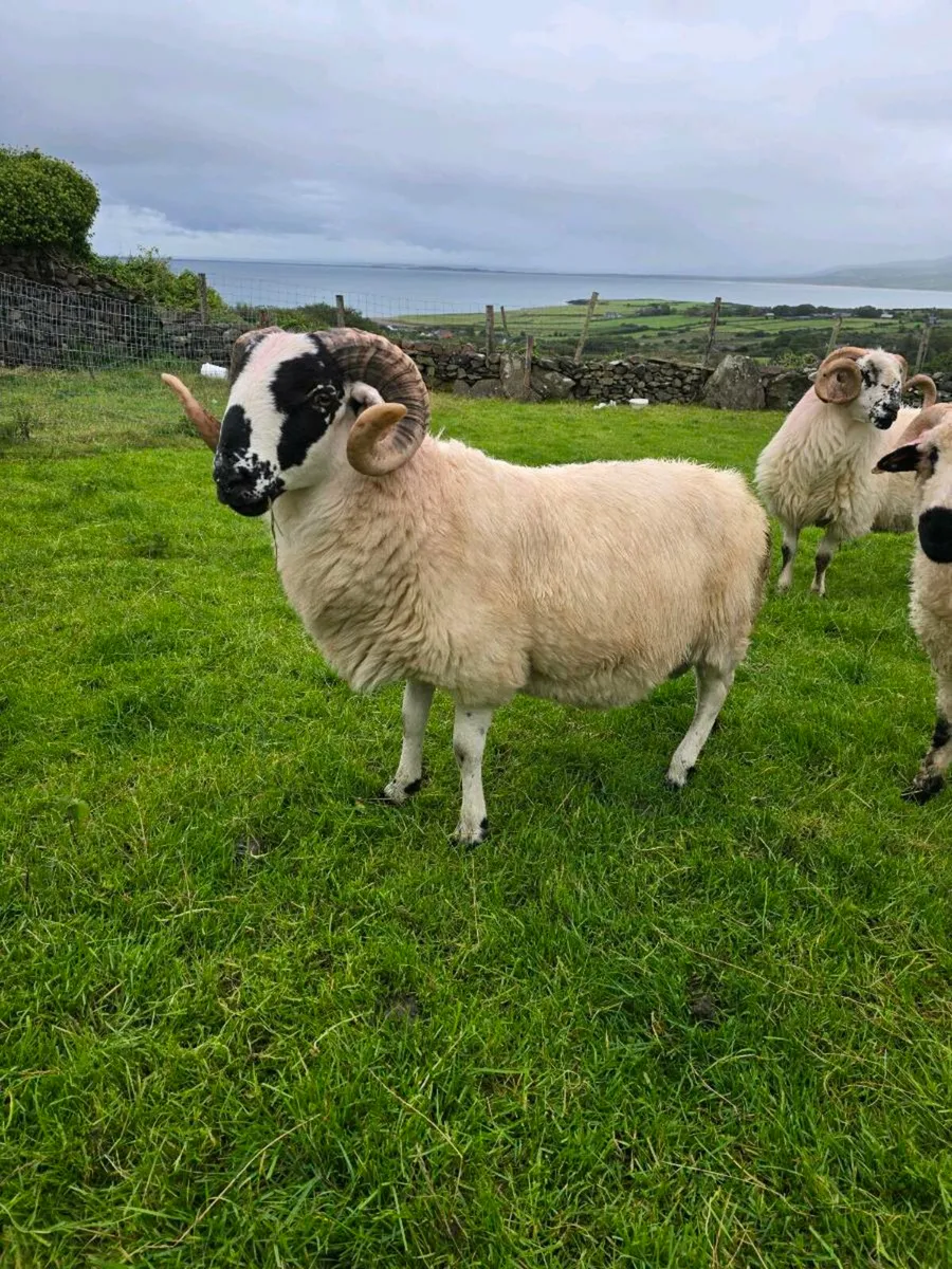 Organic hogget scotch rams - Image 1
