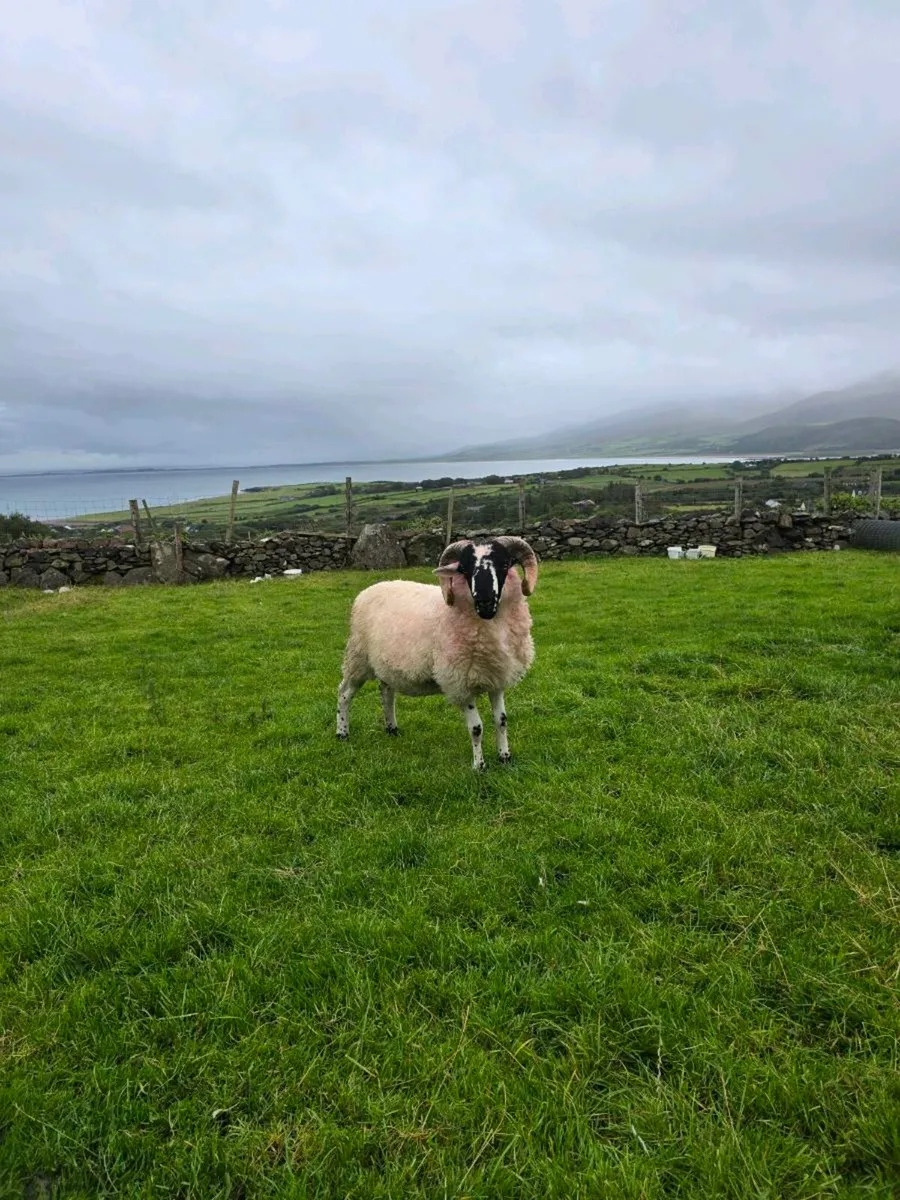 Organic hogget scotch rams - Image 2