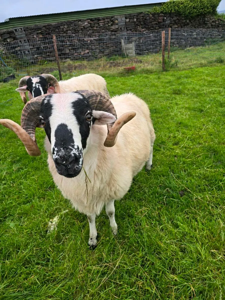 Organic hogget scotch rams - Image 3