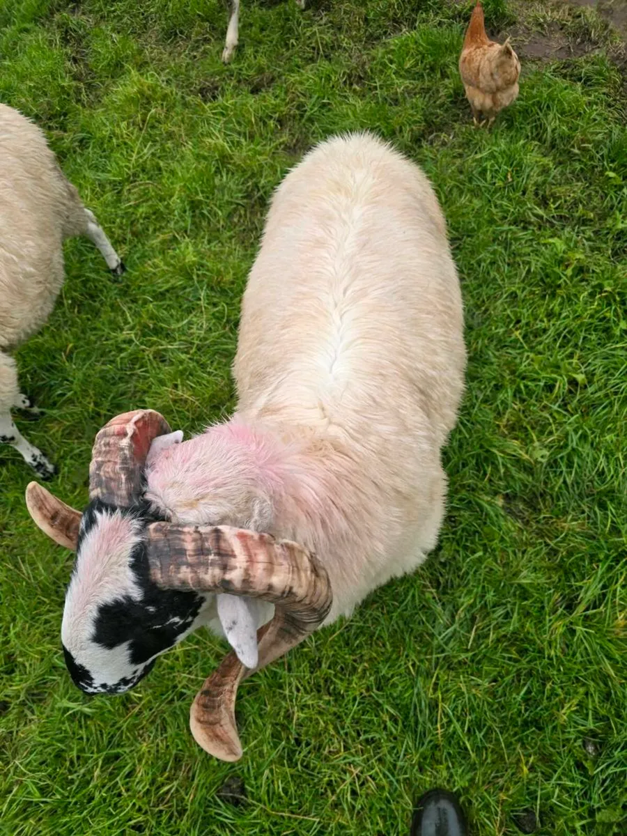 Organic hogget scotch rams - Image 4