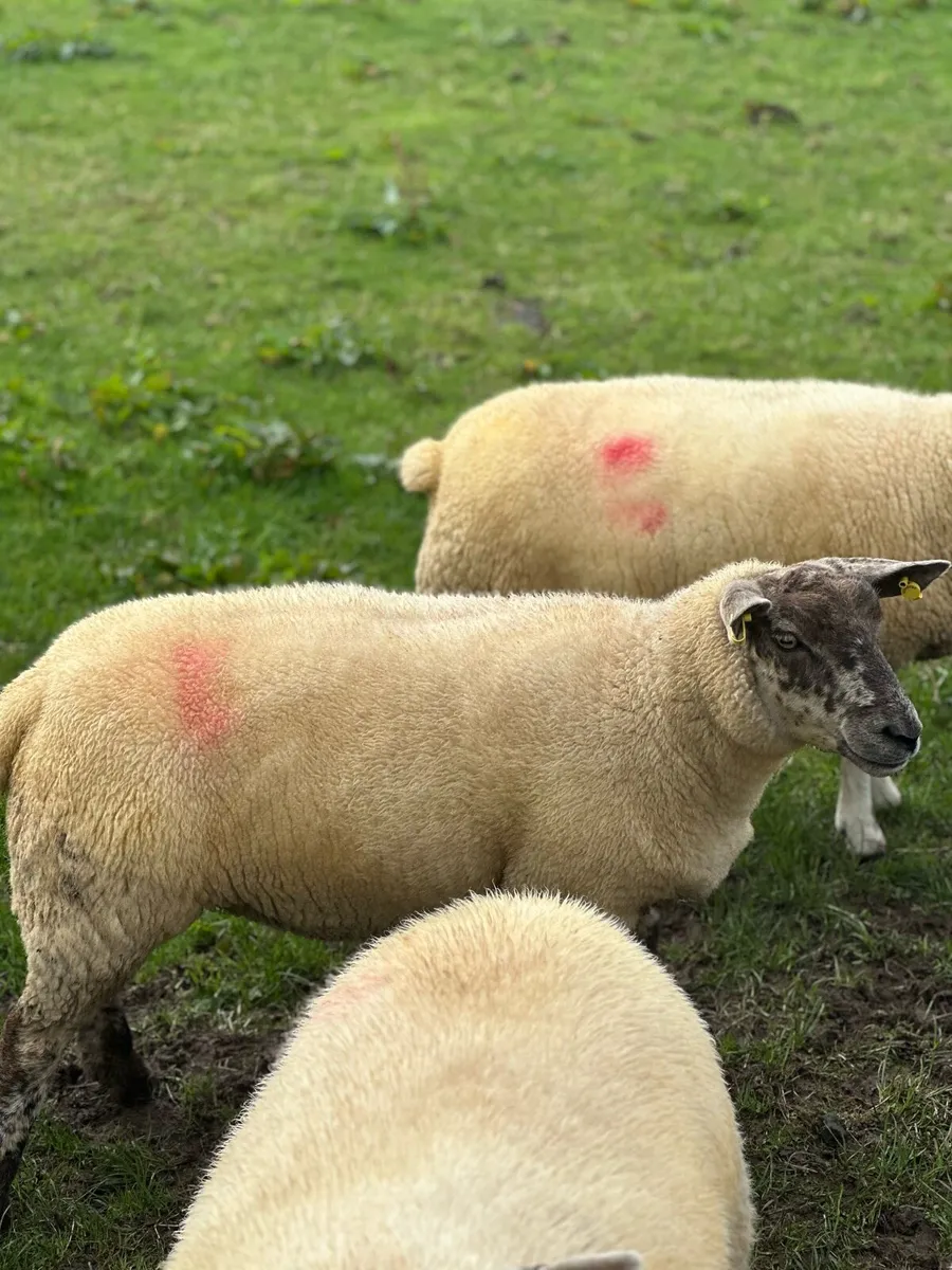 Hoggets for sale in Ballinrobe Mart - Image 1