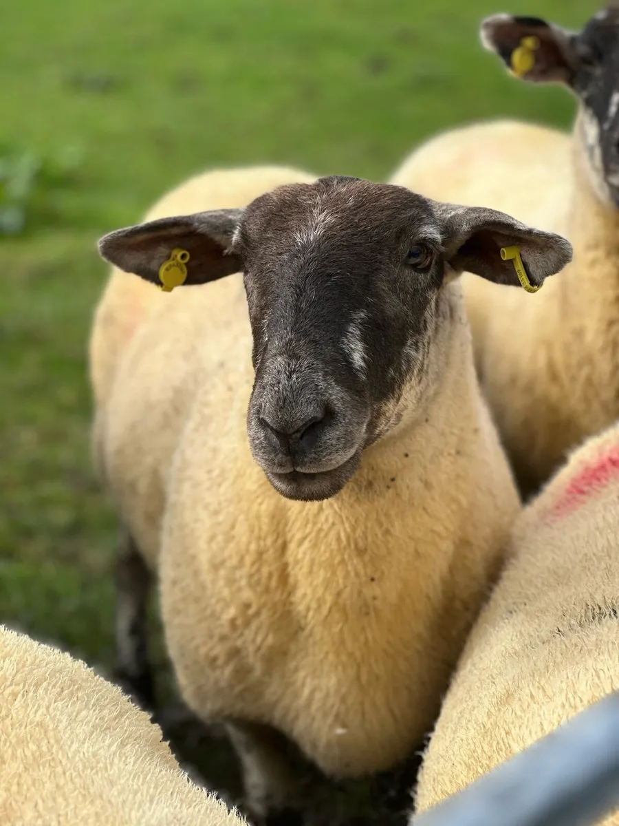 Hoggets for sale in Ballinrobe Mart - Image 4