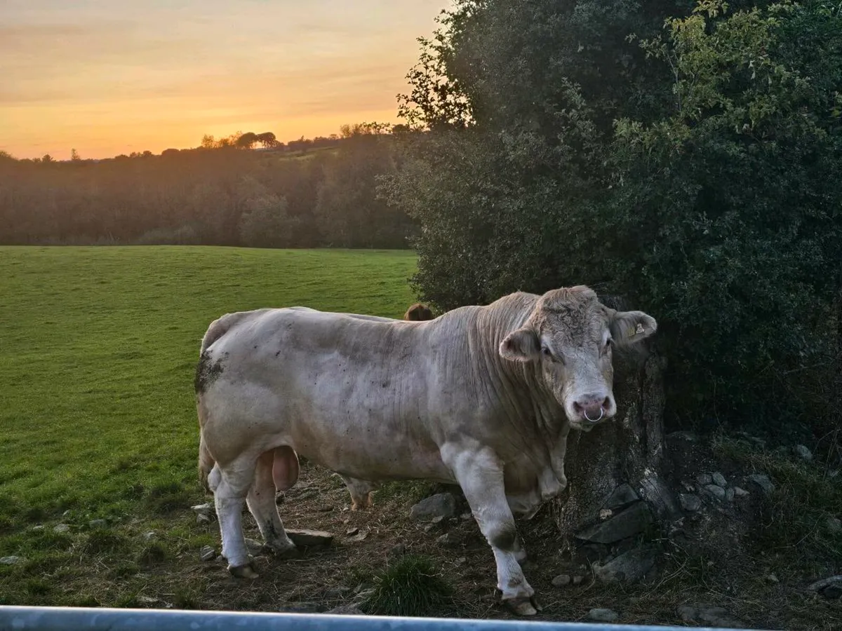 PB charolais bull for sale - Image 1
