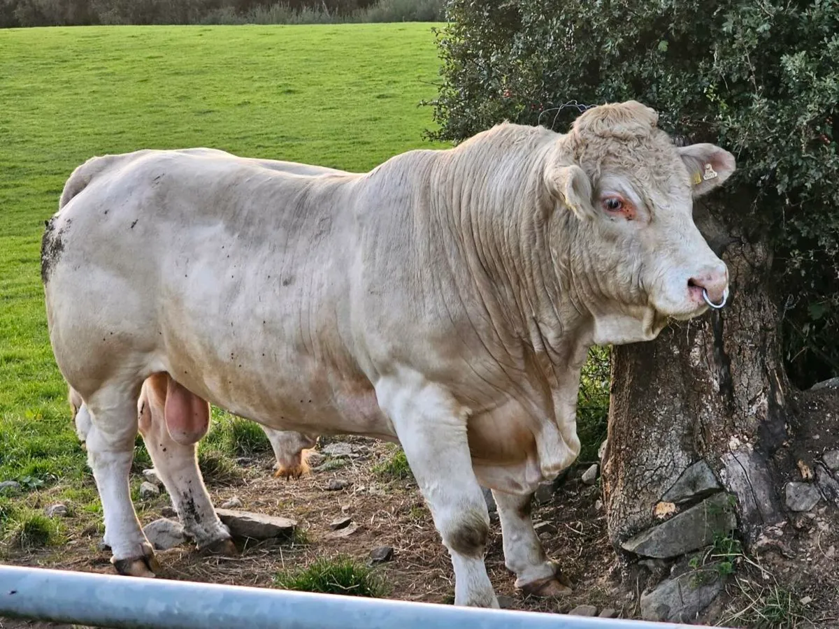 PB charolais bull for sale - Image 2