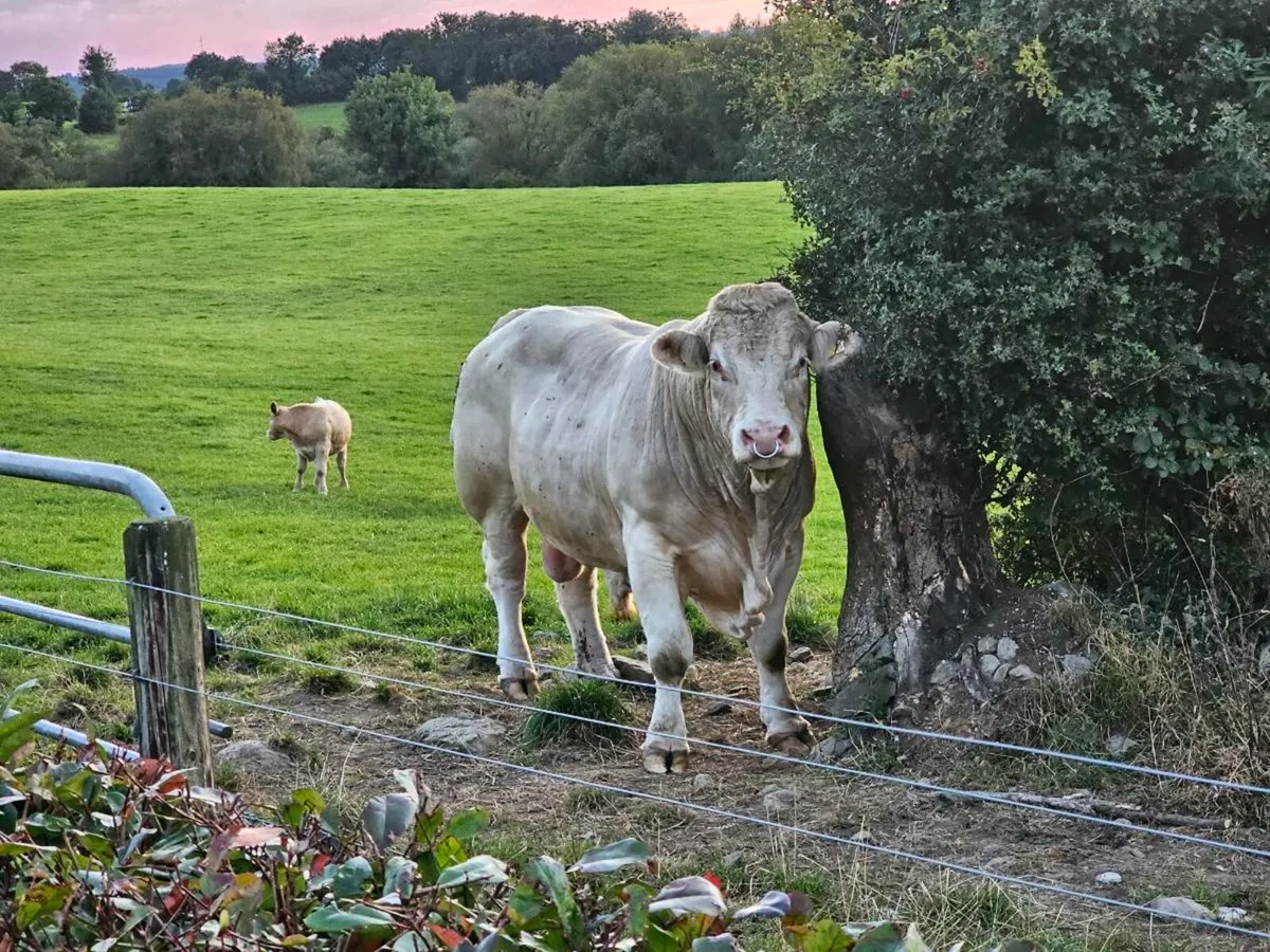 PB charolais bull for sale - Image 3