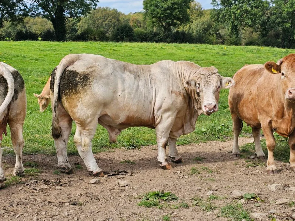 PB charolais bull for sale - Image 4