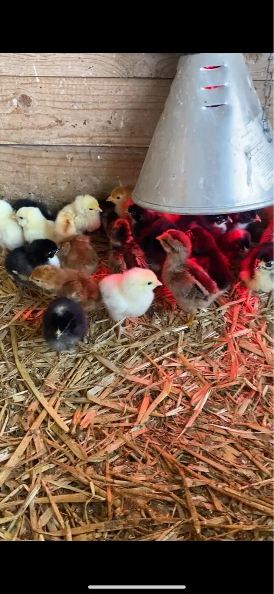 *Do you want free chicks?* - Image 1