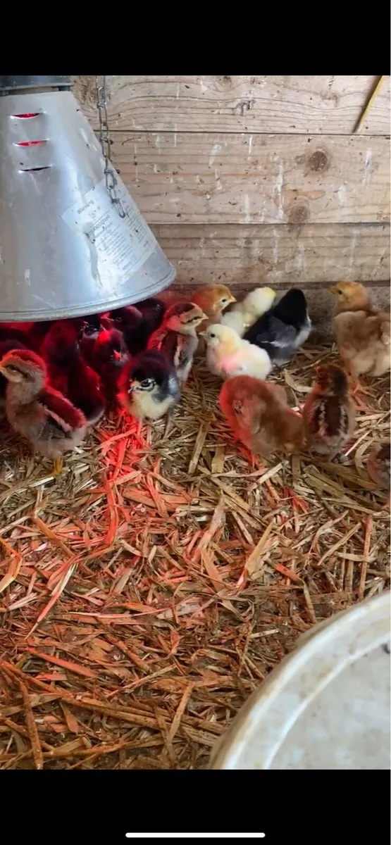 *Do you want free chicks?* - Image 2