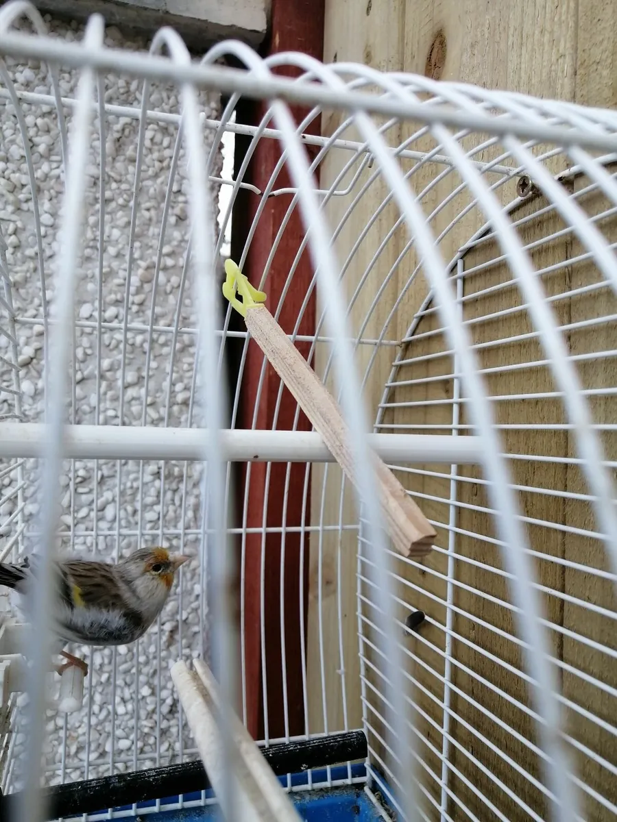 Mule, Bully, Ringnecks, budgies and cages - Image 1