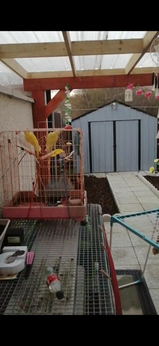 Mule, Bully, Ringnecks, budgies and cages - Image 2