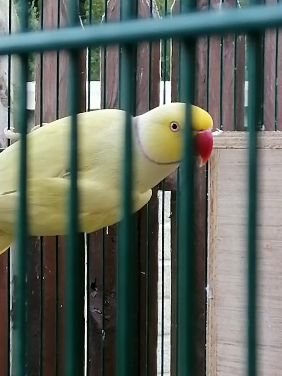 Mule, Bully, Ringnecks, budgies and cages - Image 3