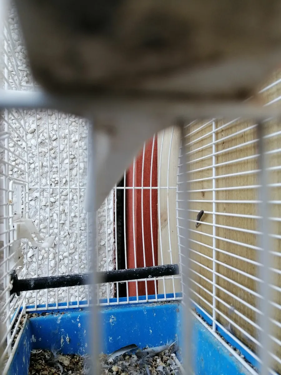Mule, Bully, Ringnecks, budgies and cages - Image 4