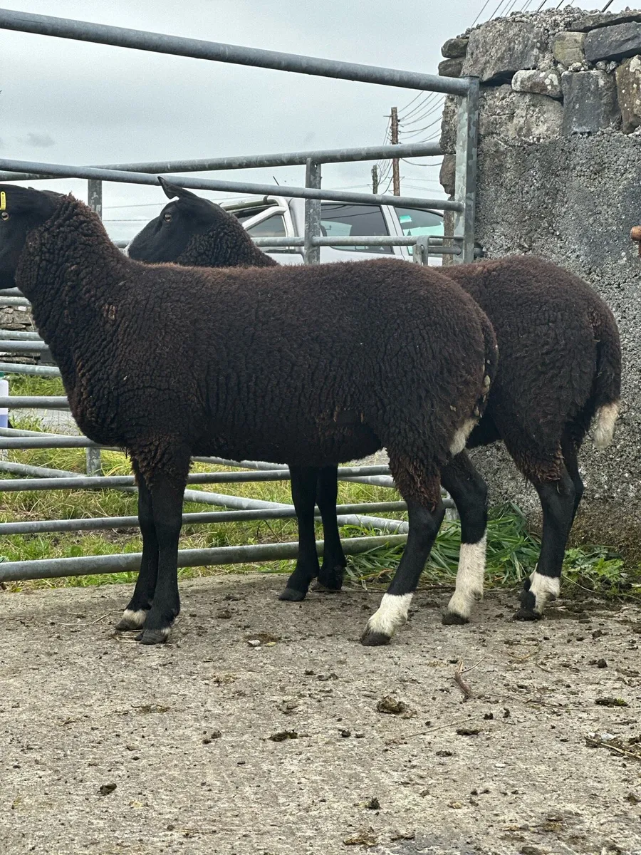 Hoggets for sale in Ballinrobe Mart - Image 2