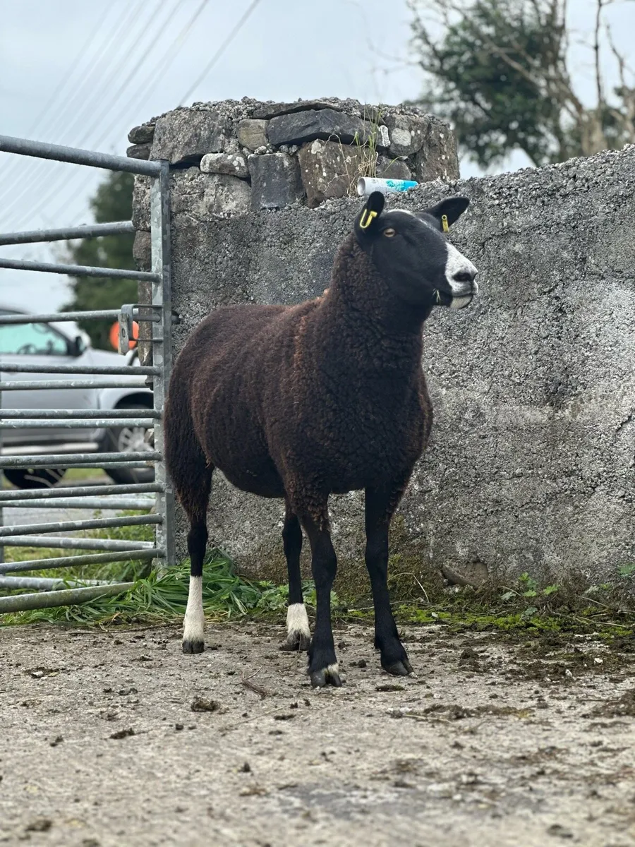 Hoggets for sale in Ballinrobe Mart - Image 3