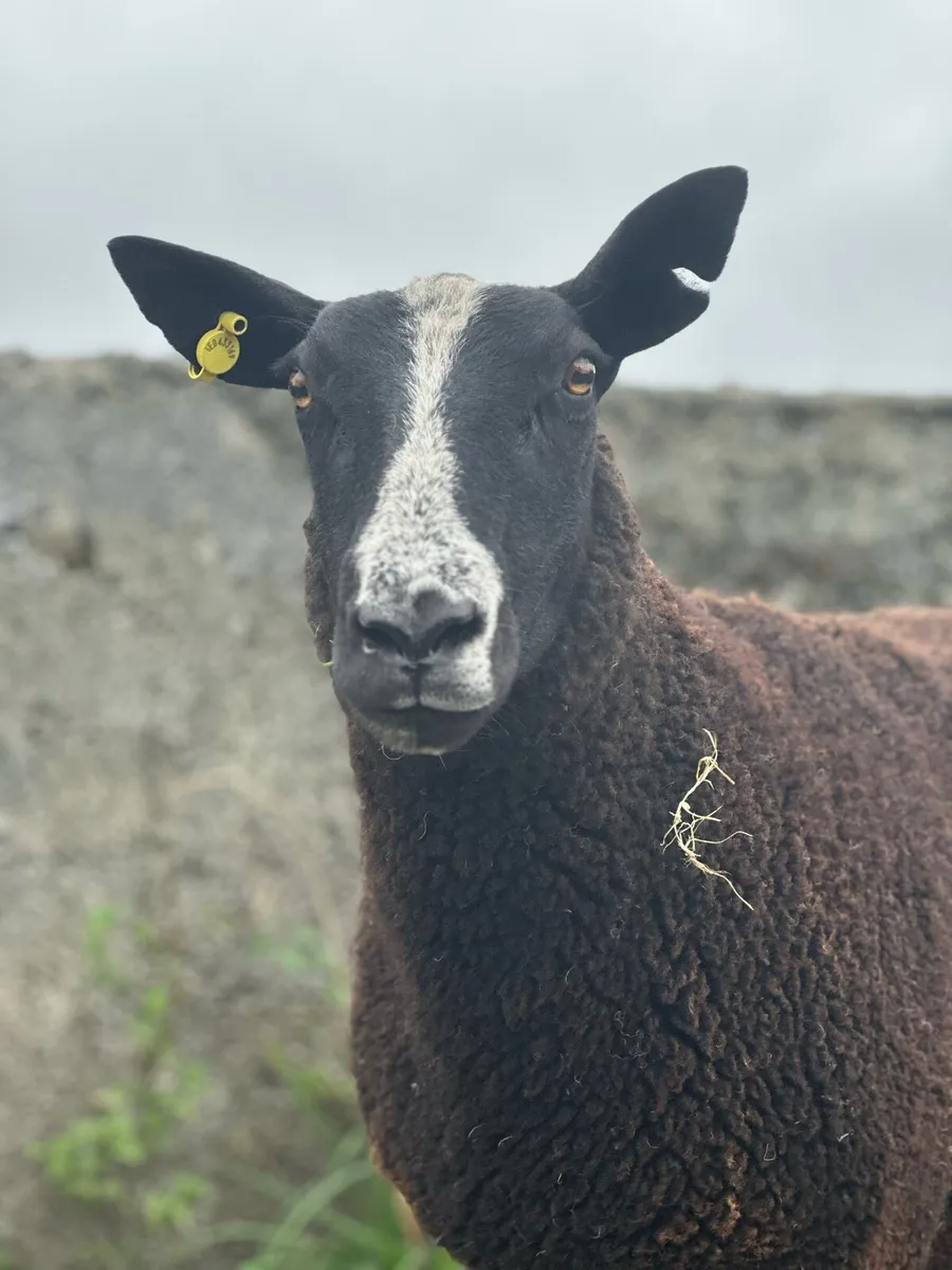 Hoggets for sale in Ballinrobe Mart - Image 1