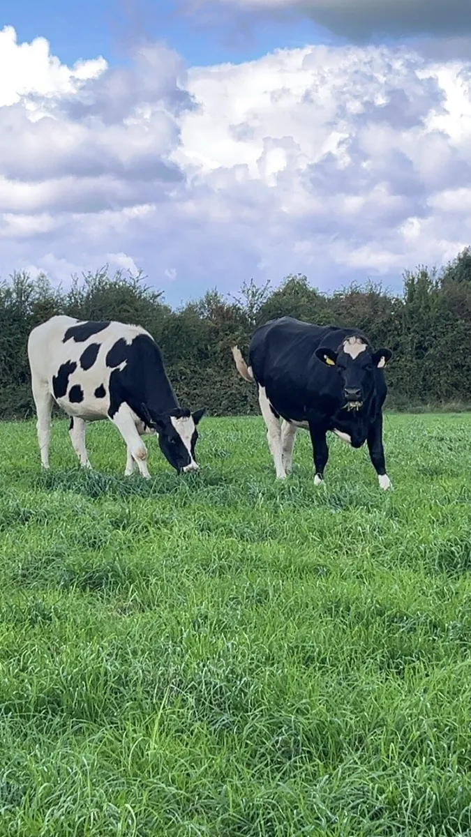 Pedigree genotyped in calf heifers - Image 1