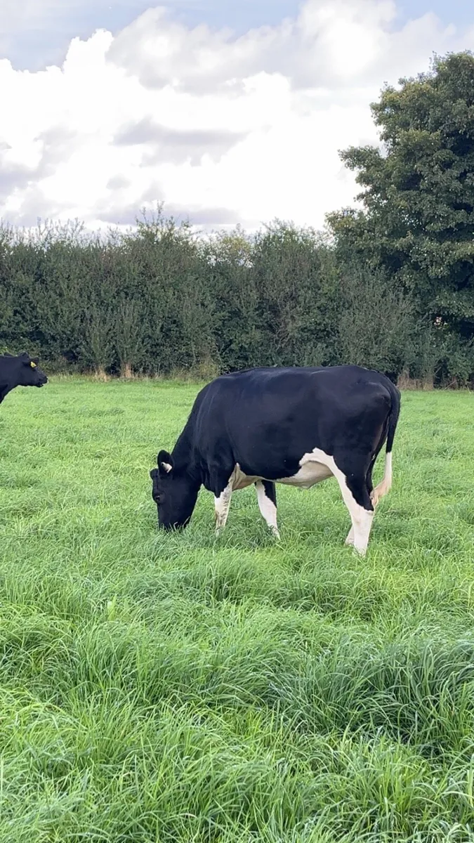 Pedigree genotyped in calf heifers - Image 2