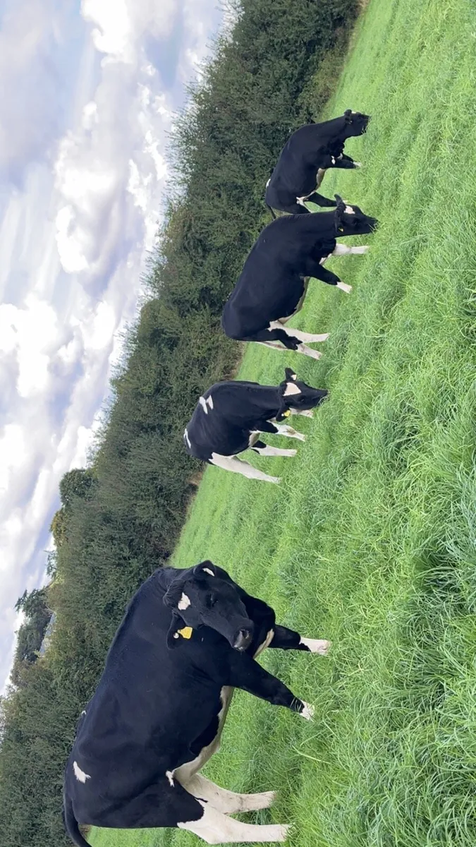 Pedigree genotyped in calf heifers - Image 3