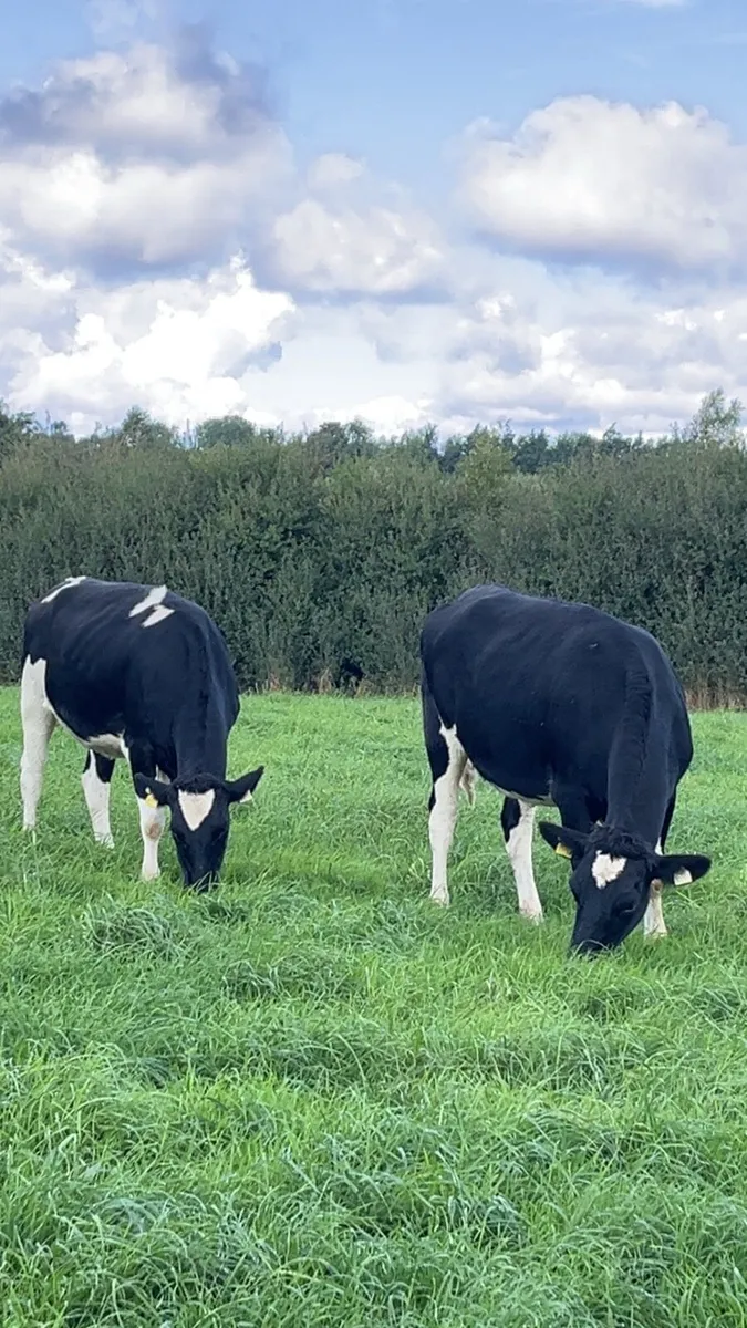 Pedigree genotyped in calf heifers - Image 4