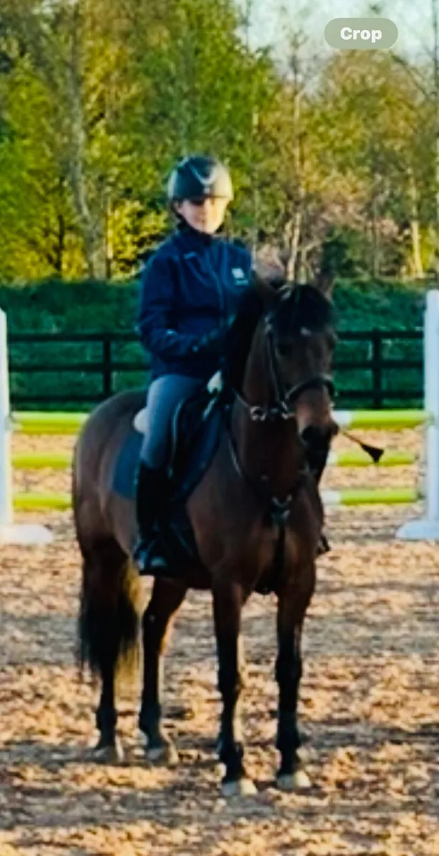 Perfect family Pony - Image 1