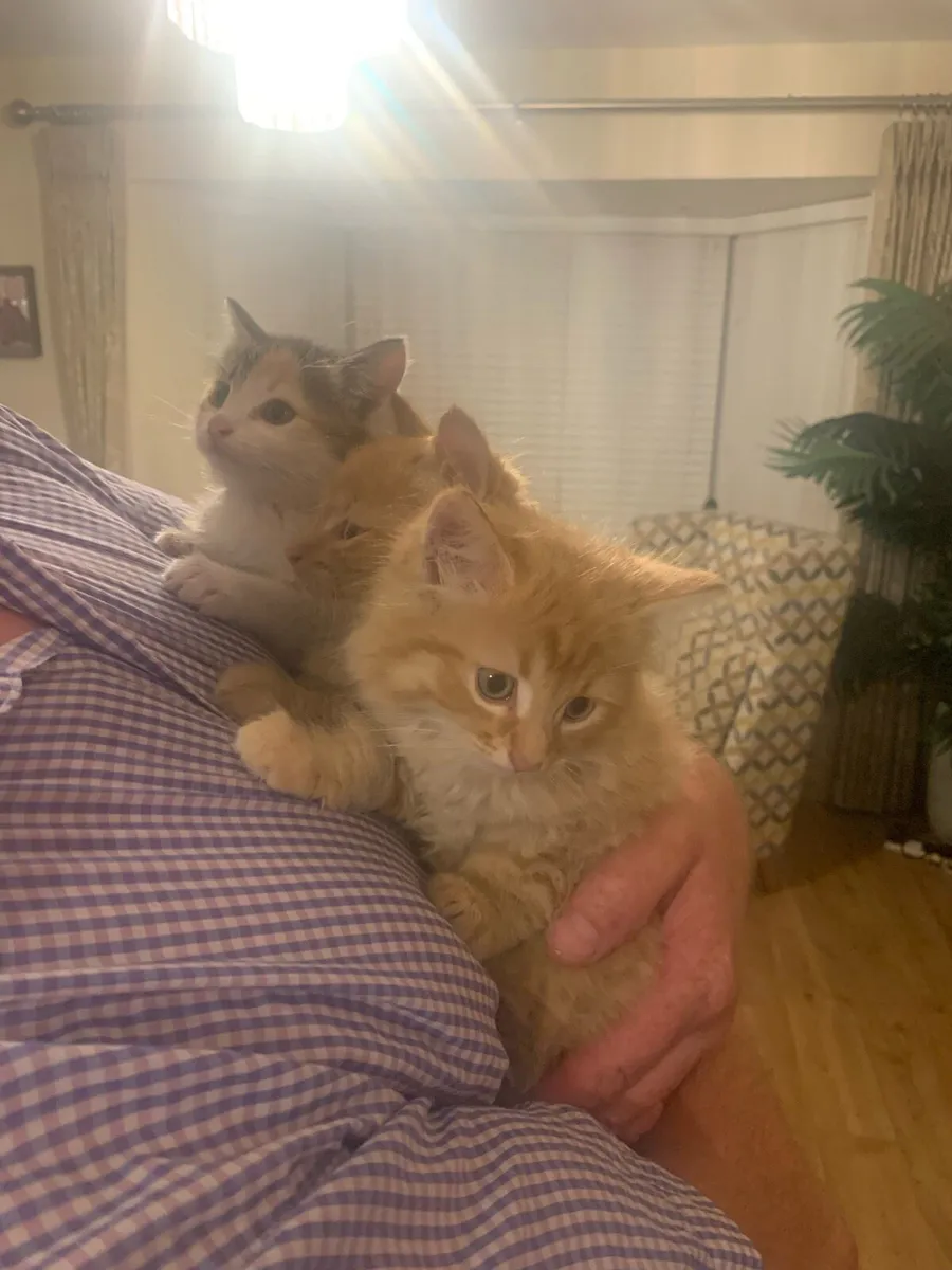 3 kittens - Image 1
