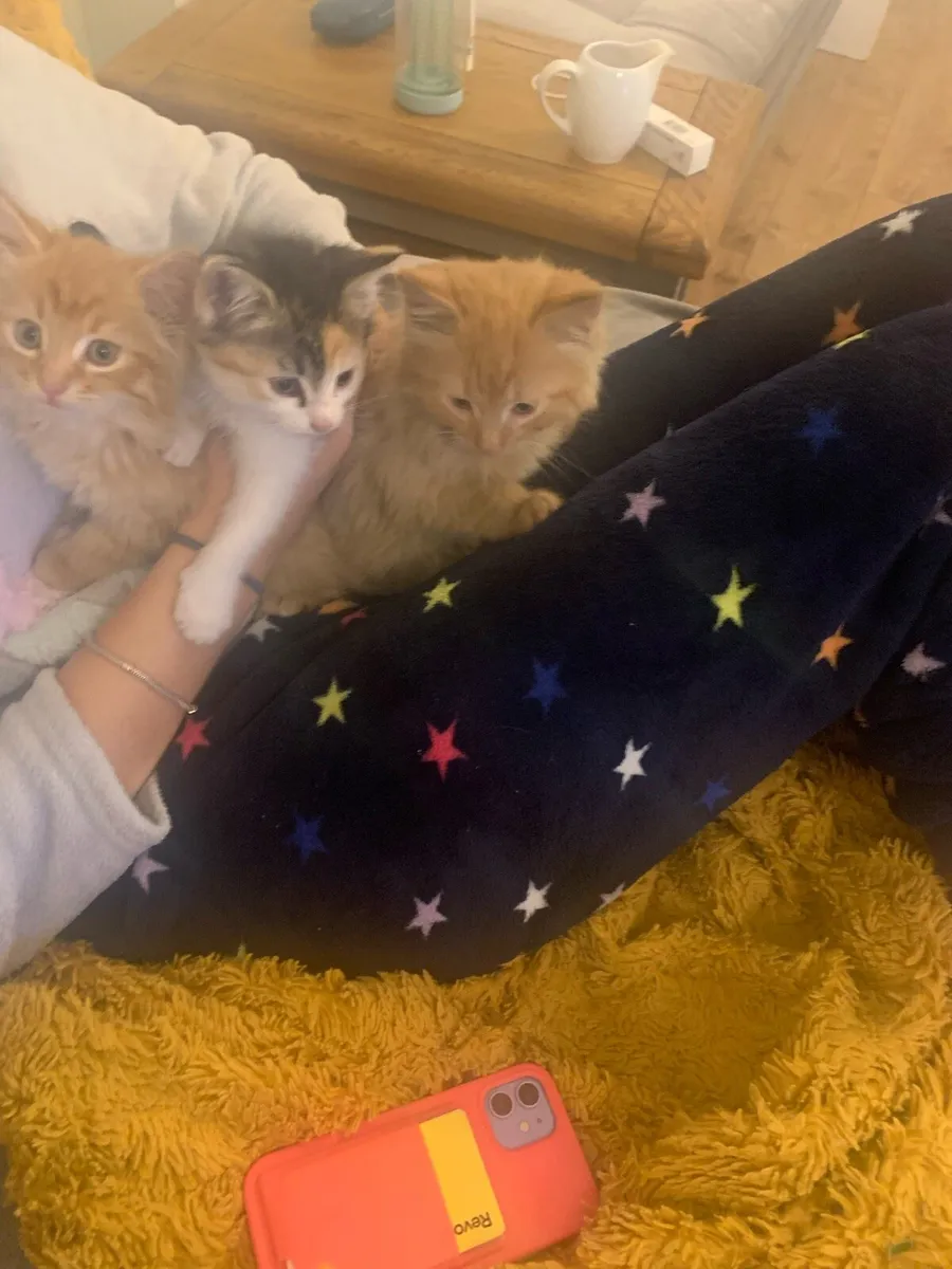3 kittens - Image 2