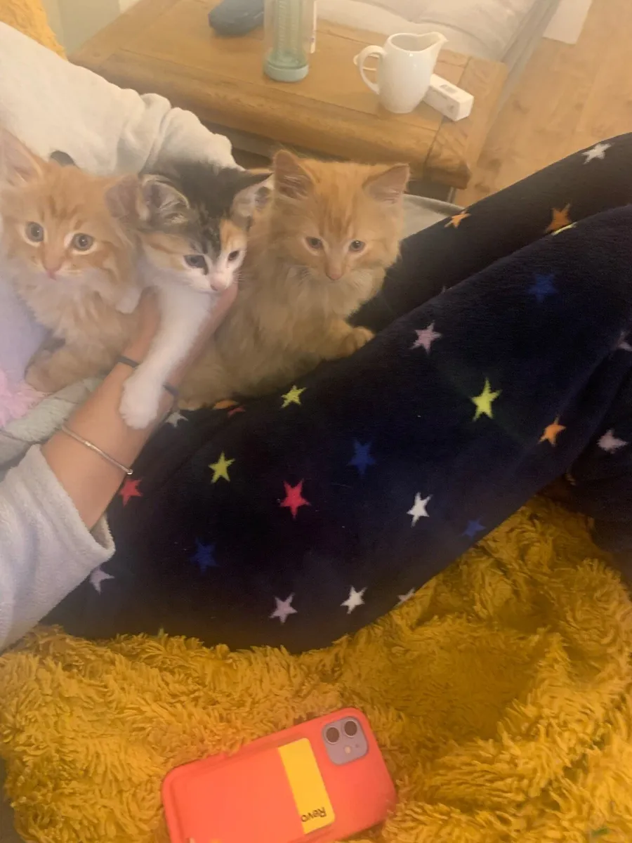 3 kittens - Image 3