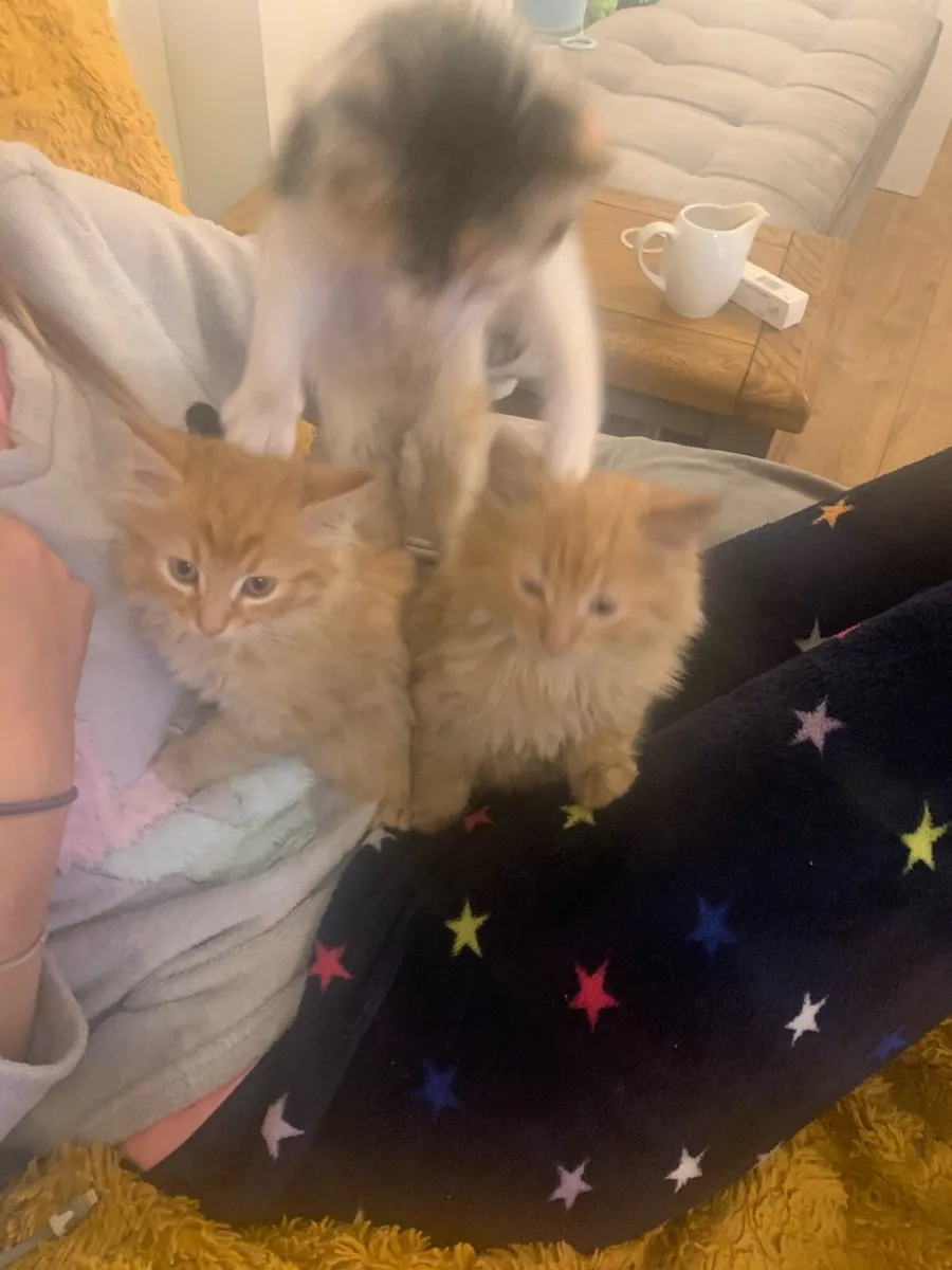 3 kittens - Image 4