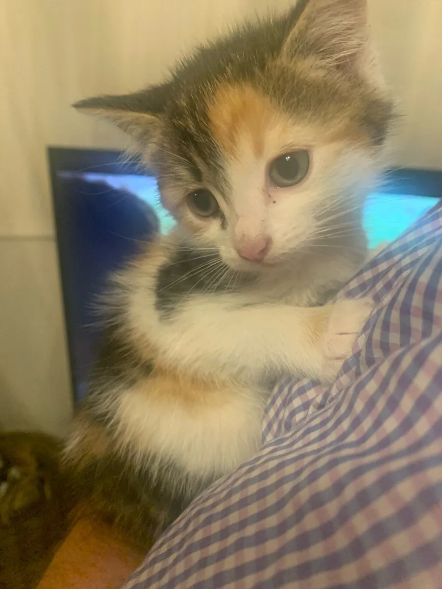 3 kittens - Image 1