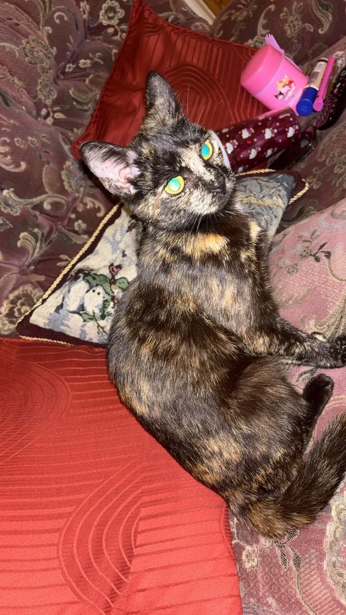 Cat - Image 1