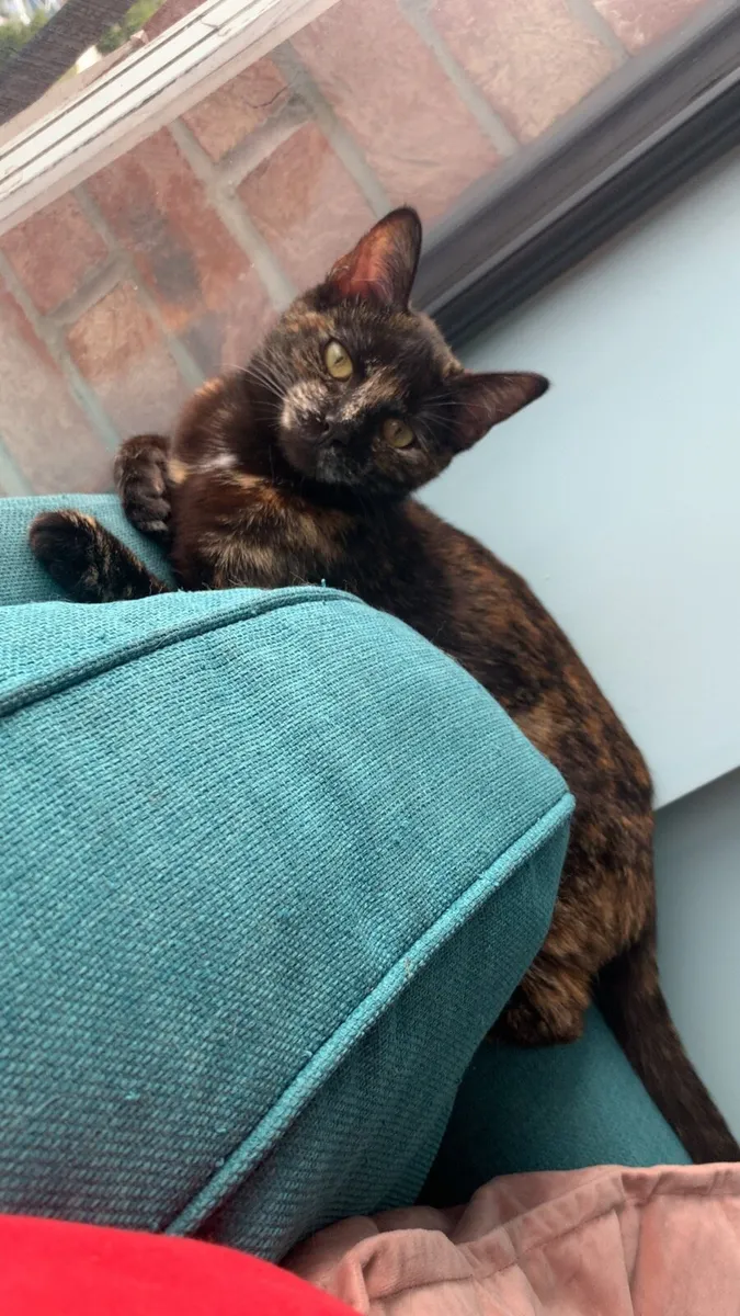 Cat - Image 2