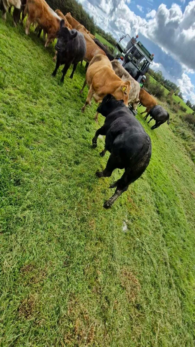 2 fully organic weanlans - Image 3