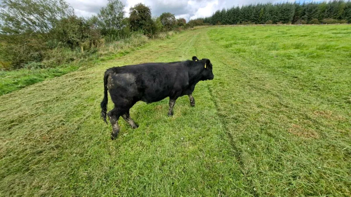 2 fully organic weanlans - Image 1
