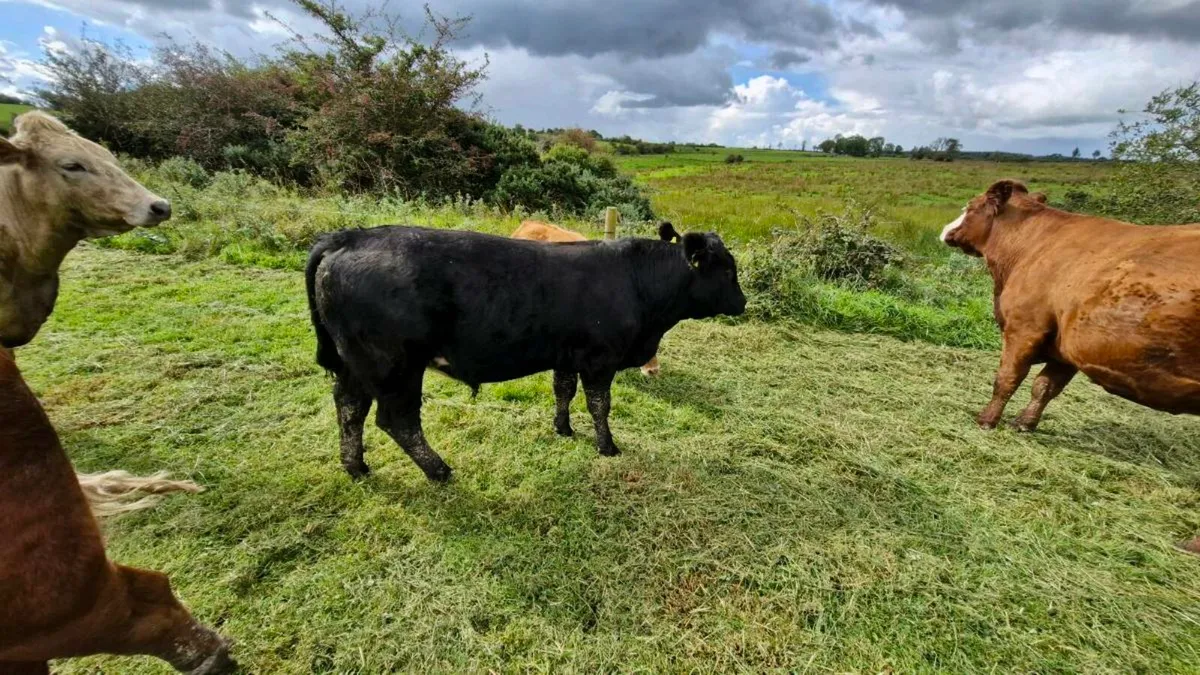 2 fully organic weanlans - Image 4