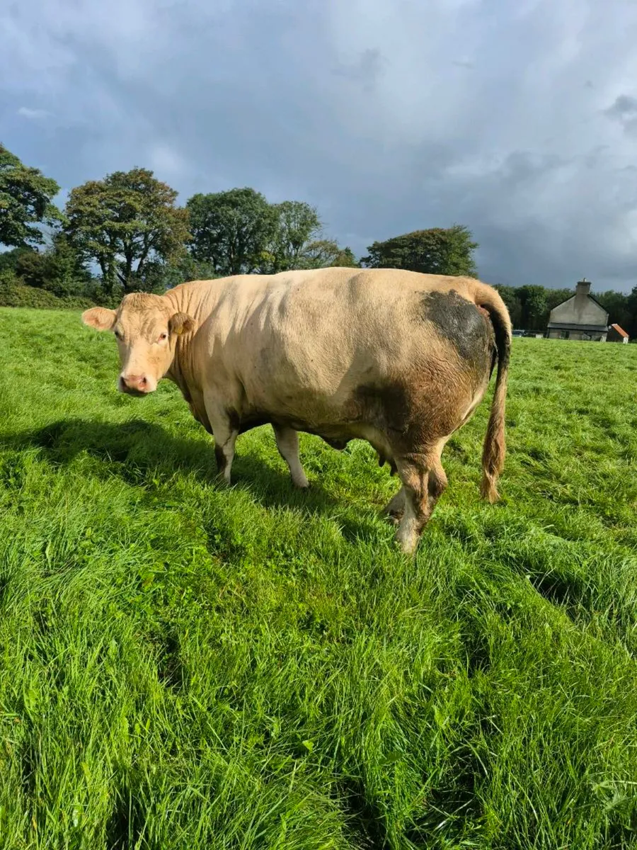 2 Continental Cull cows . CHX and Simmental - Image 1