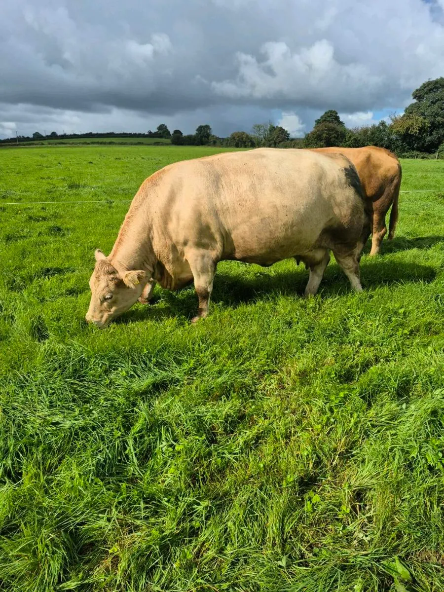 2 Continental Cull cows . CHX and Simmental - Image 2