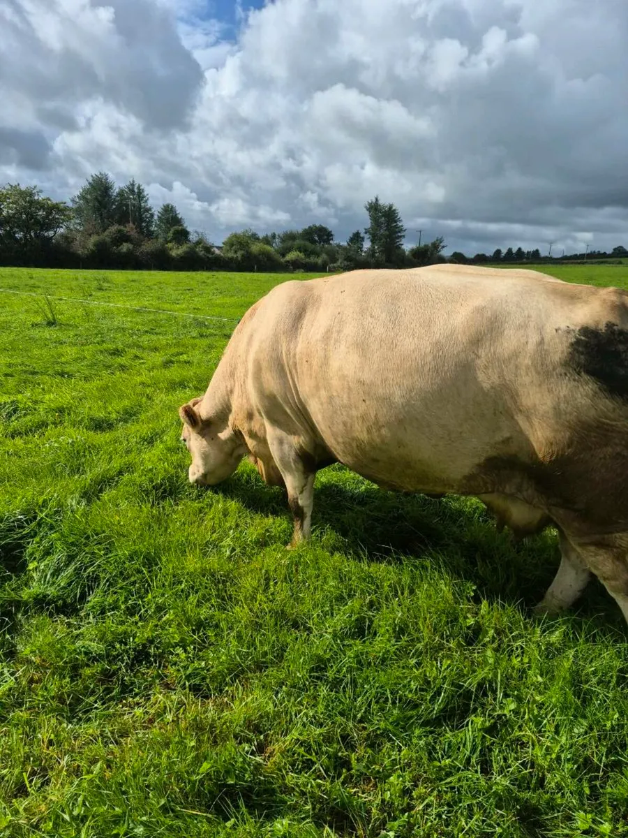 2 Continental Cull cows . CHX and Simmental - Image 3