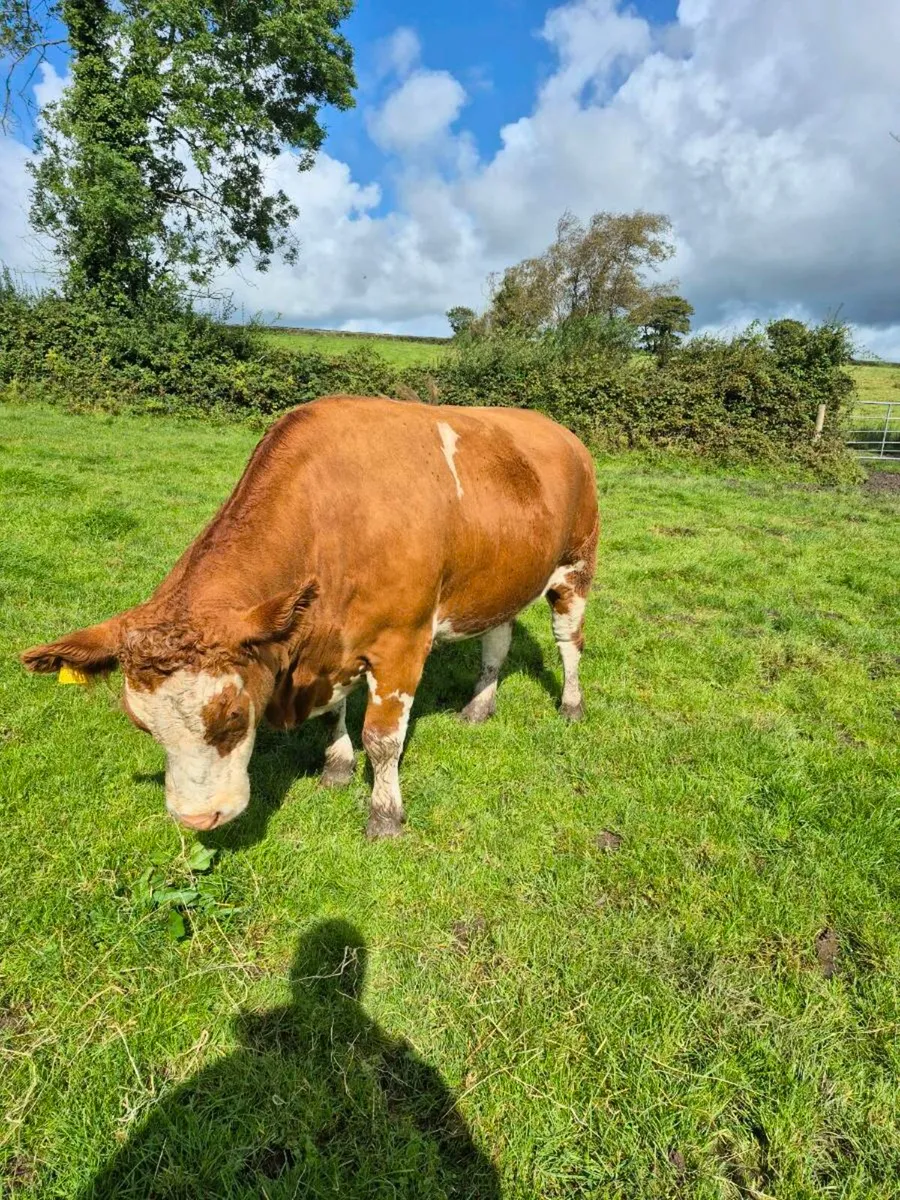 2 Continental Cull cows . CHX and Simmental - Image 4