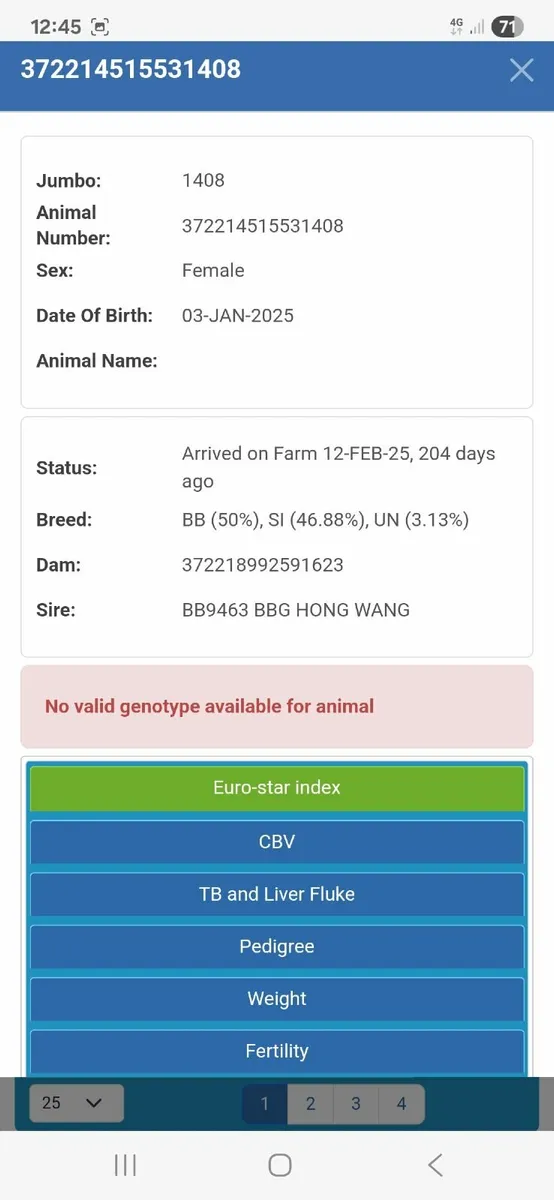 2 SUPER BREEDING HEIFERS - Image 4