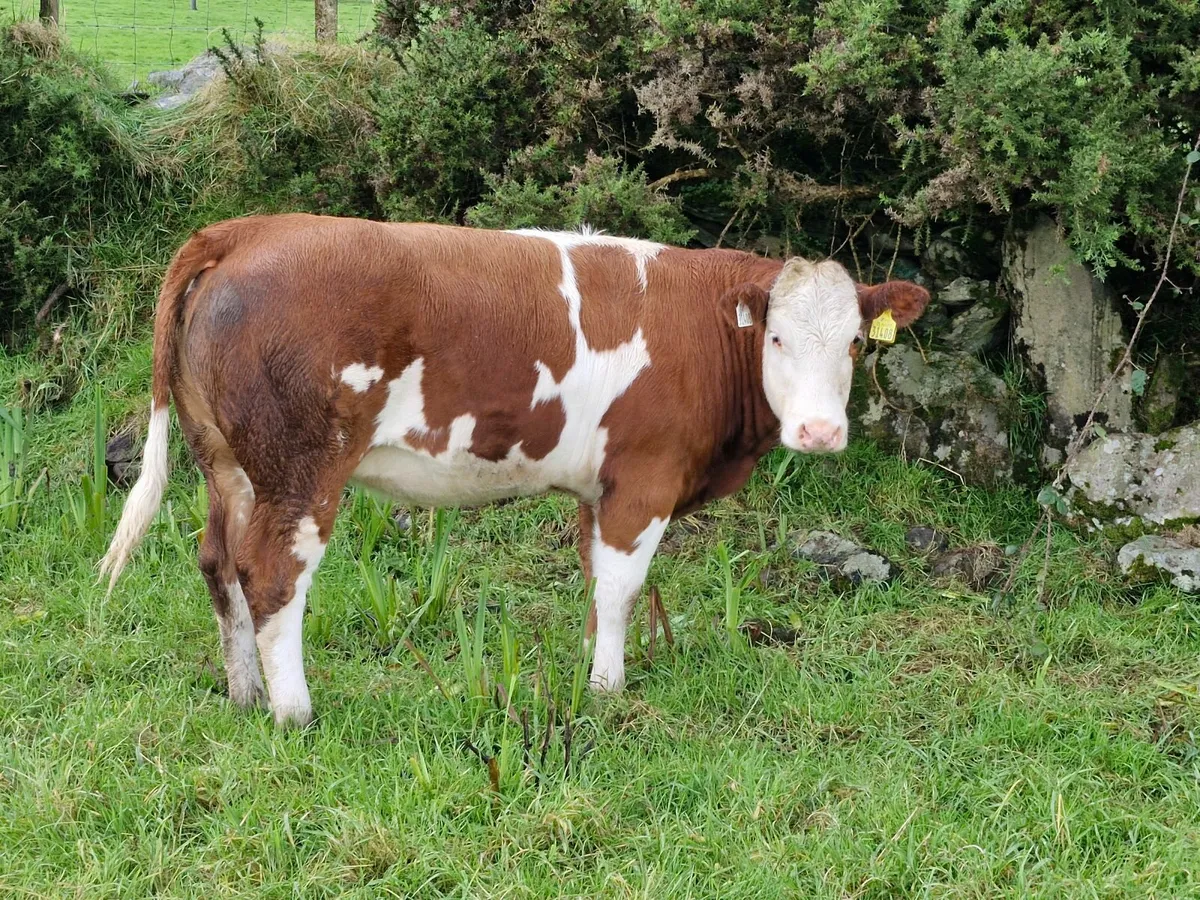 2 SUPER BREEDING HEIFERS - Image 2