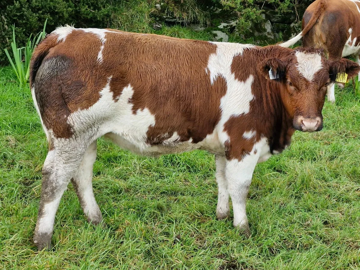 2 SUPER BREEDING HEIFERS - Image 3