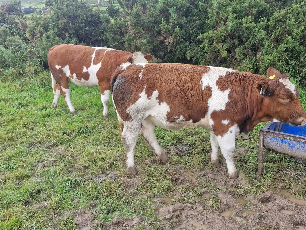 2 SUPER BREEDING HEIFERS - Image 1