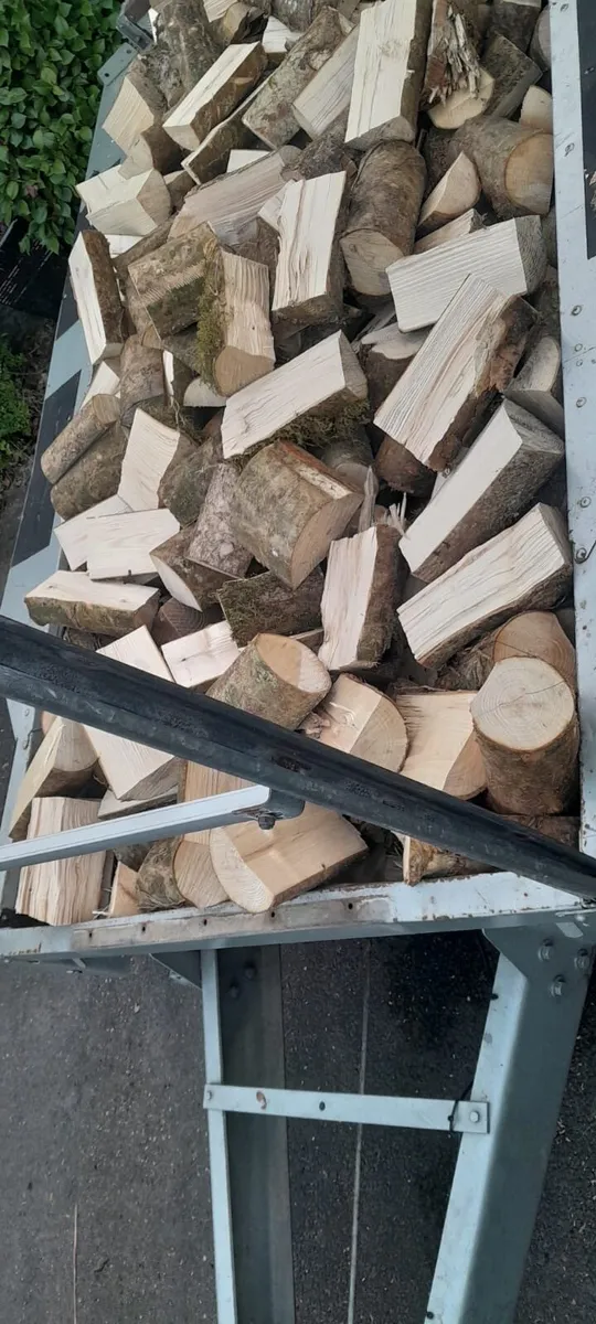 Ash firewood - Image 2