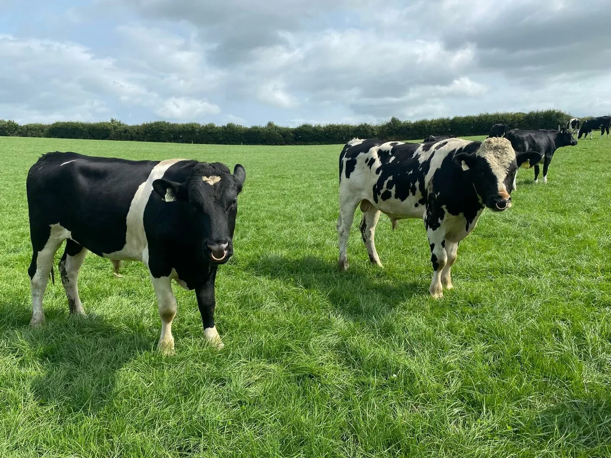 Friesian Bulls - Image 1