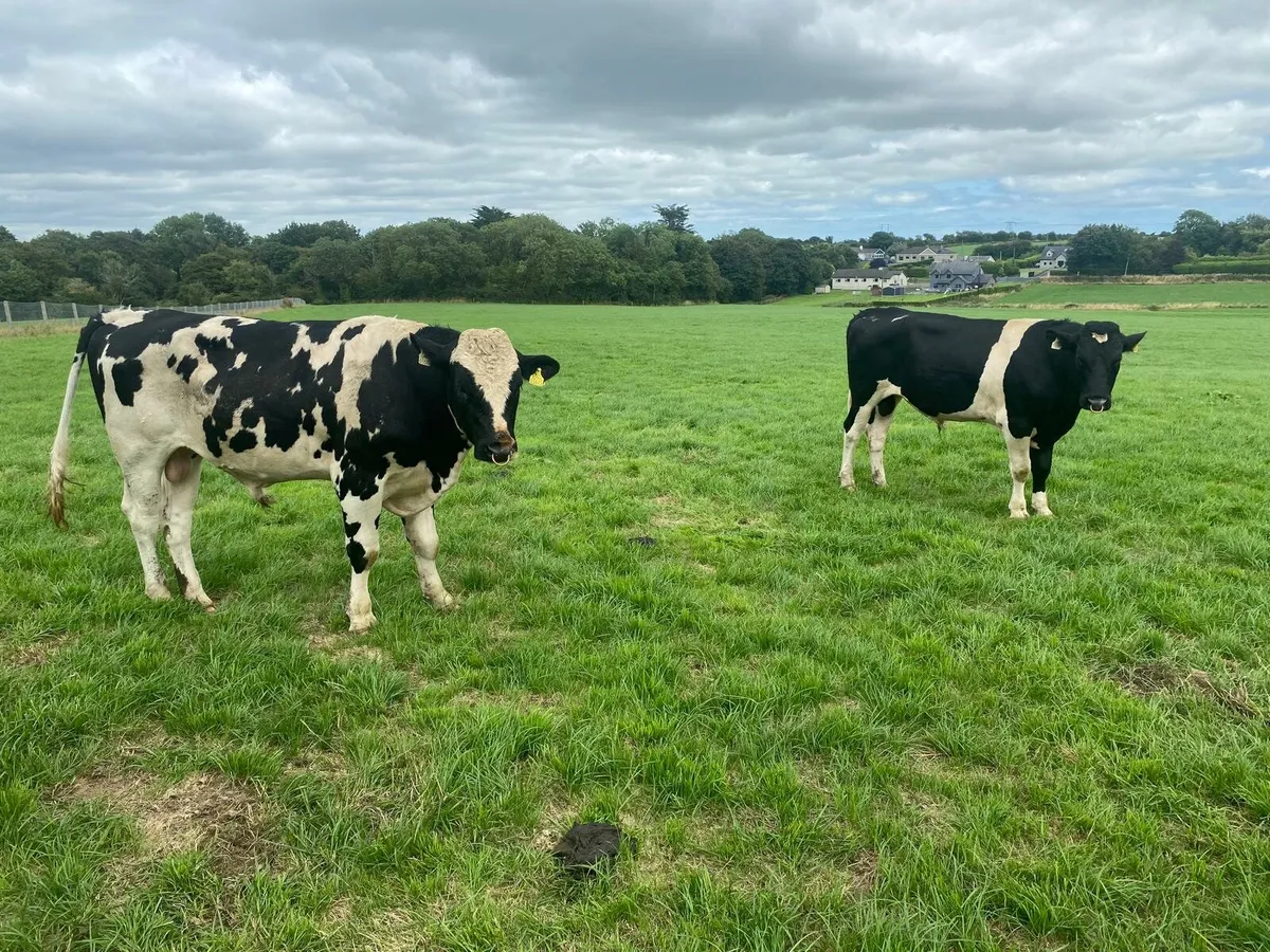 Friesian Bulls - Image 2