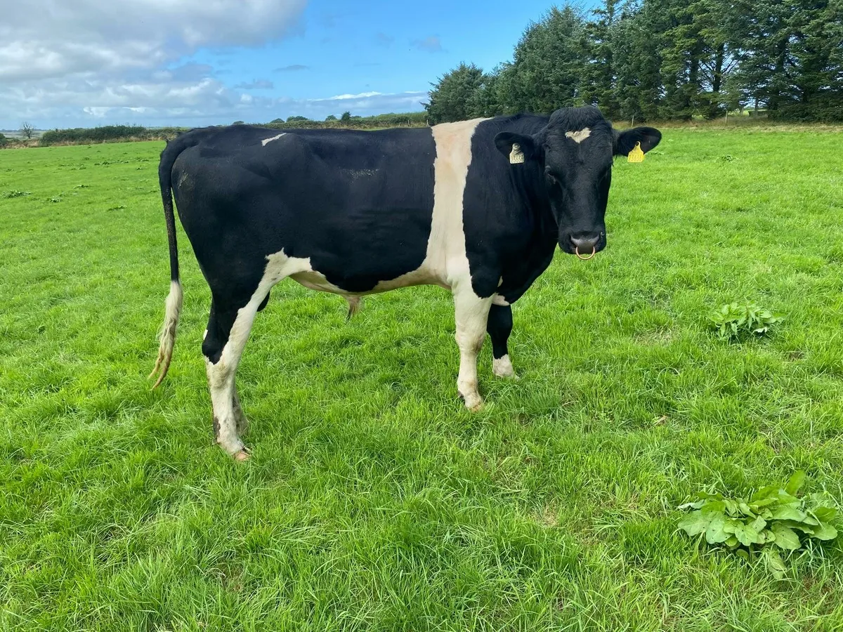Friesian Bulls - Image 3