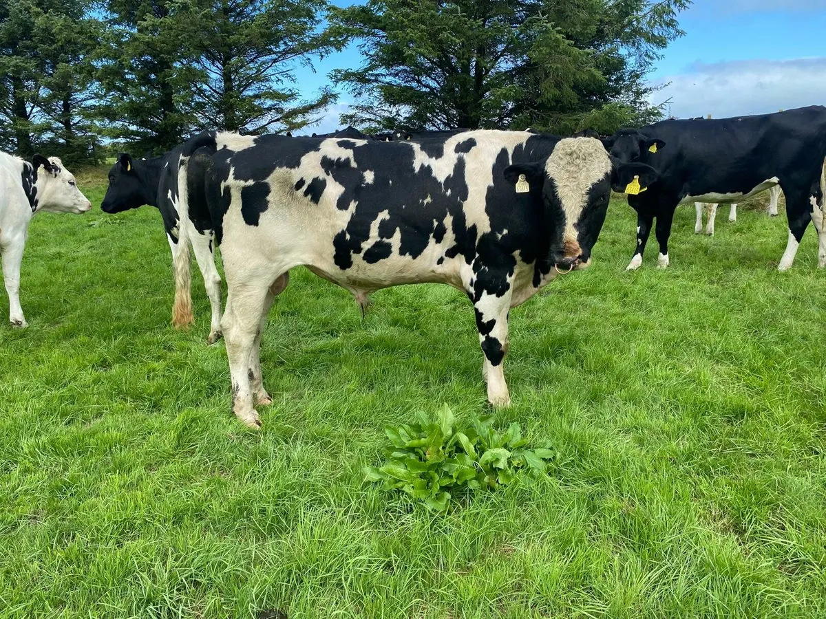 Friesian Bulls - Image 4
