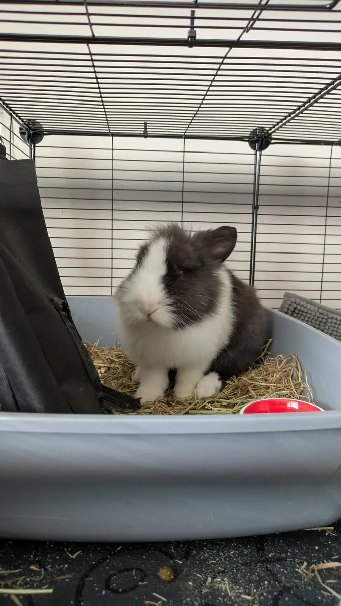 Rabbit lion head - Image 1