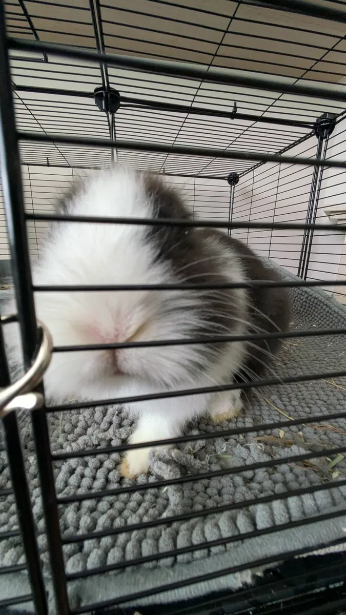 Rabbit lion head - Image 2