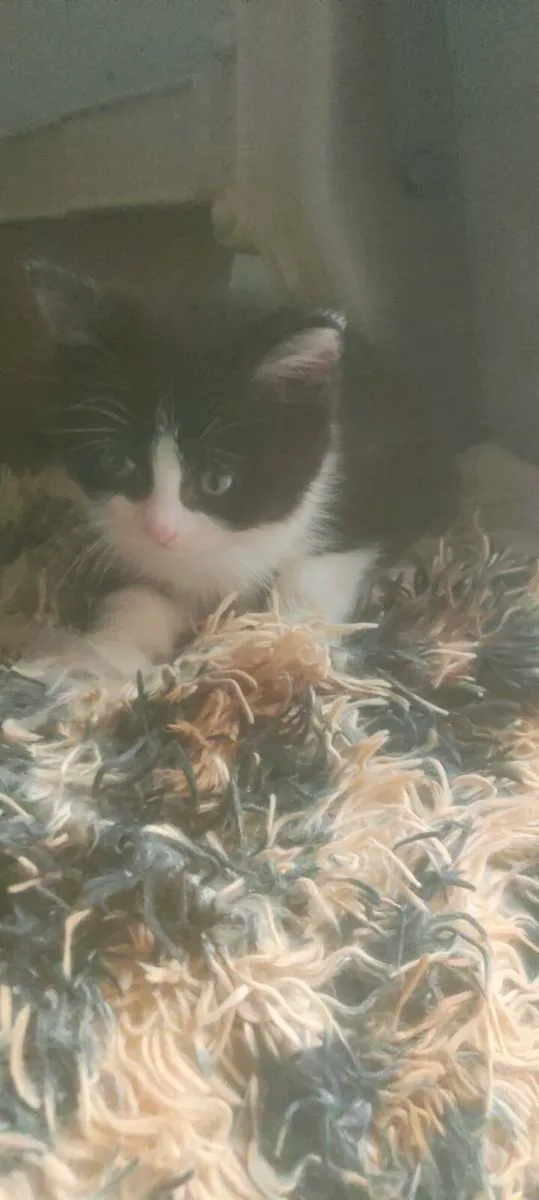 Kittens - Image 1